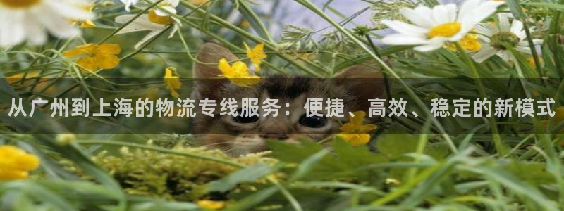 旺财28链接是什么：从广州到上海的物